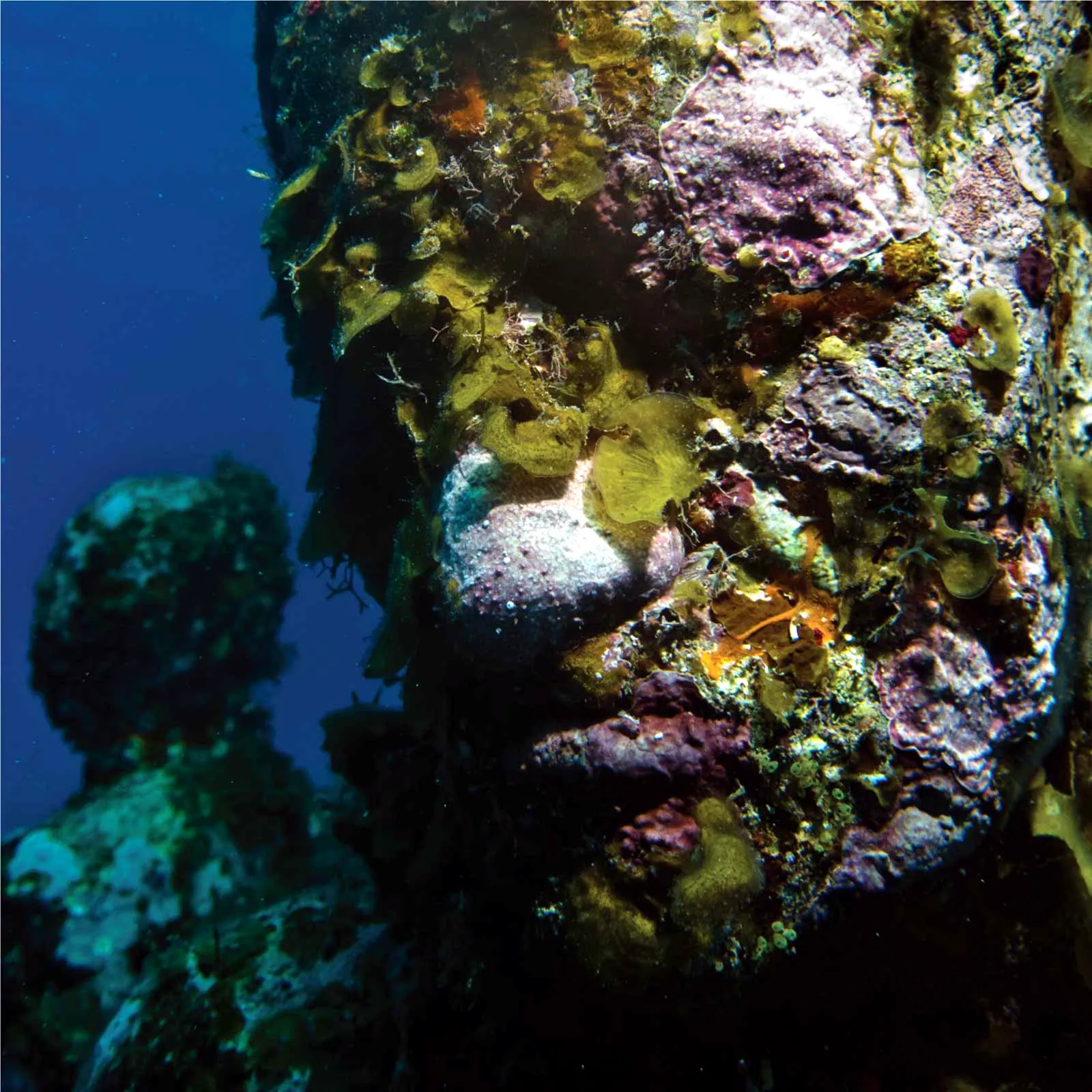Primer plano de un rostro del MUSA cubierto de coral