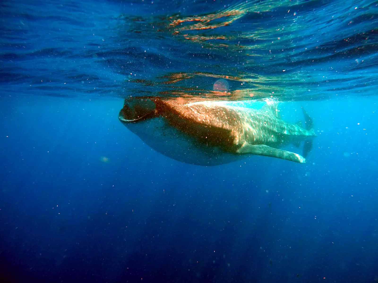 Tiburón ballena alimentándose con la boca abierta cerca de la superficie
