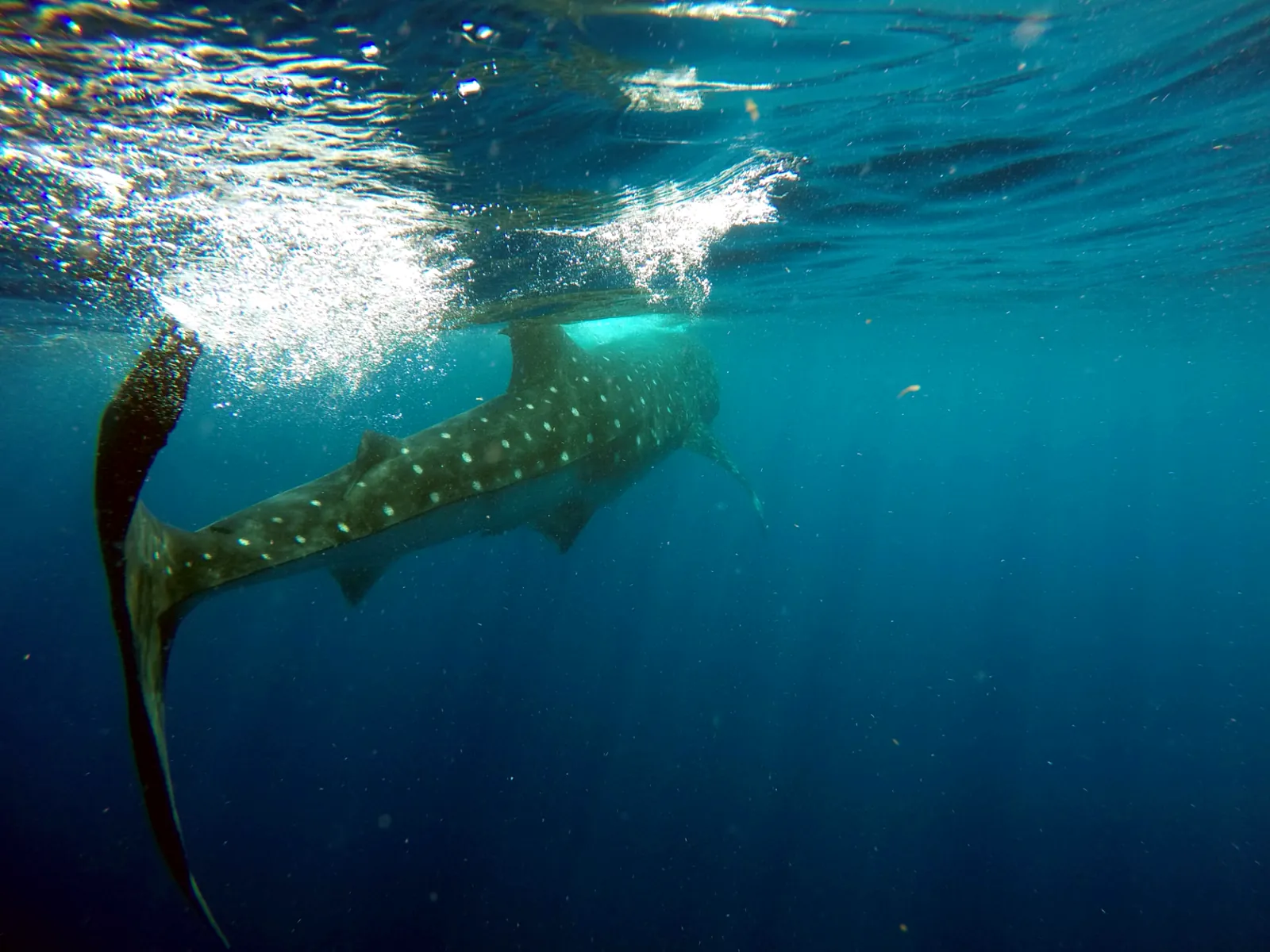 Whale shark tail sweeping below the surface