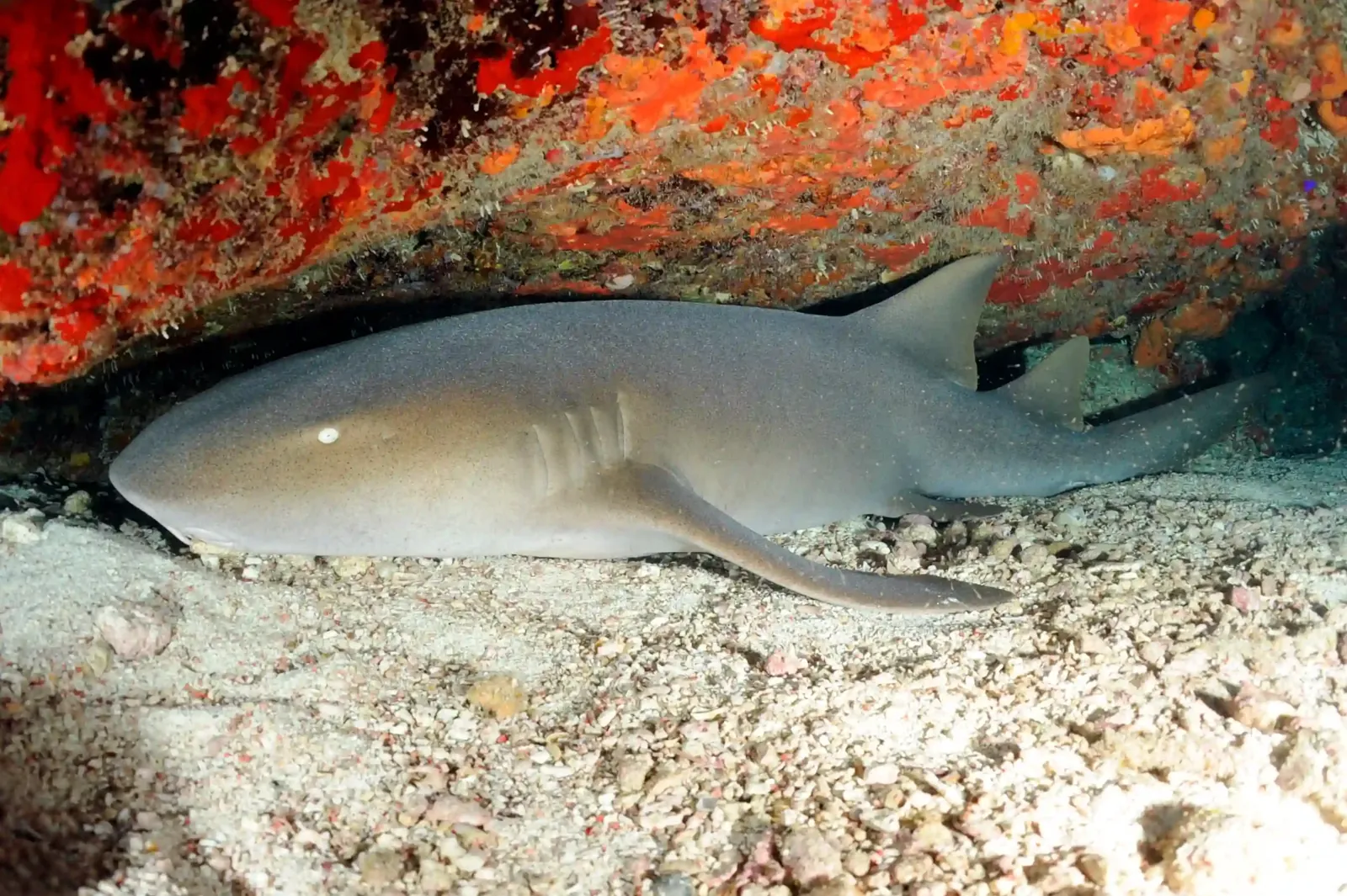 Tiburón gata descansando bajo una cornisa del arrecife